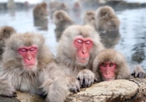 В донской парк «Малинки» из Италии привезли 24 японских макаки