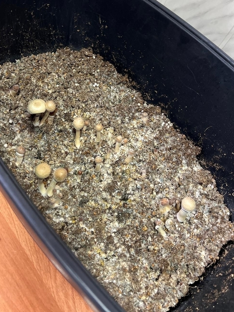 Владимирец пытался вылечить депрессию приемом псилоцебиновых грибов