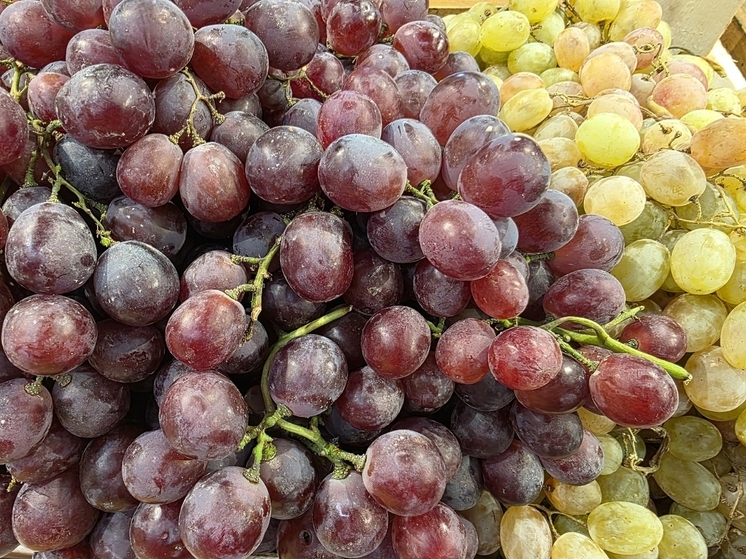 На Кубани за 11 месяцев произвели 200 миллионов литров винодельческой продукции