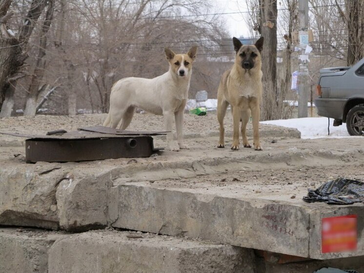 Главе СК Бастрыкину доложат о нападении в Саратове бродячего пса на женщину