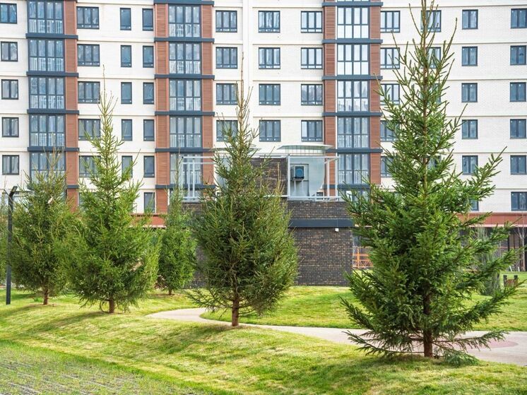 В Краснодаре высадили около 40 саженцев сосен и 50 елей