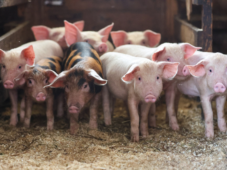 ТАСС: Россия по итогам года может войти в топ-5 мировых экспортеров свинины