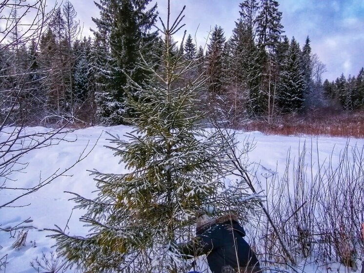 Ленинградцы смогут бесплатно срубить новогоднюю елку в рамках акции