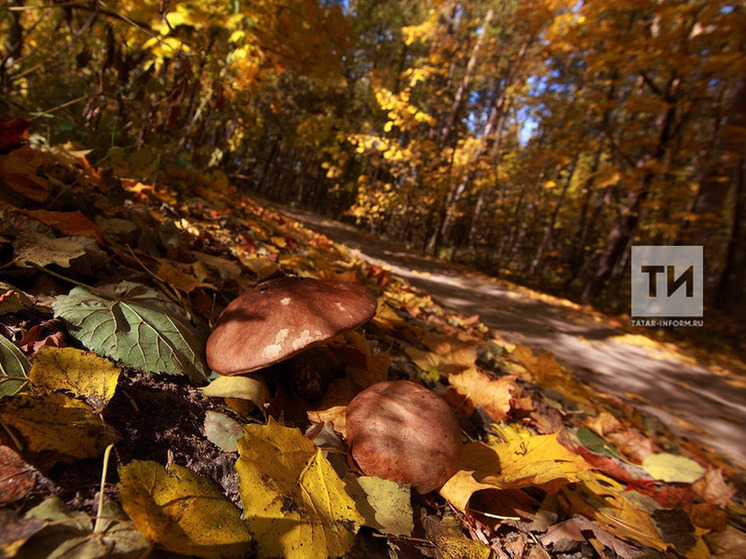 Новый температурный рекорд был установлен в Казани 29 ноября