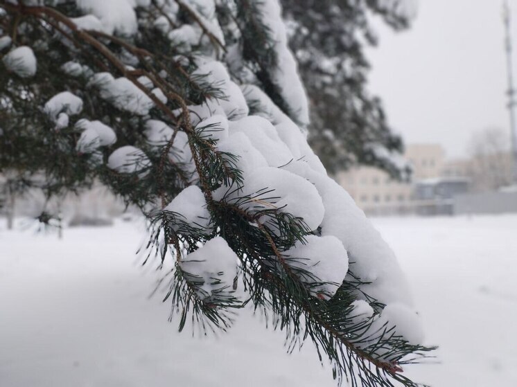 Декабрь в Новгородской области будет на пару градусов теплее обычного