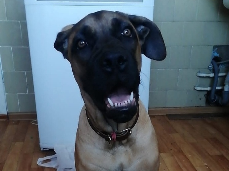 Все собаки на Вологодчине должны будут пройти процедуру чипирования