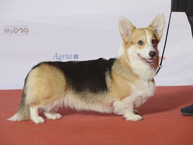 В подмосковных Люберцах обессиленную корги выбросили в мусорку