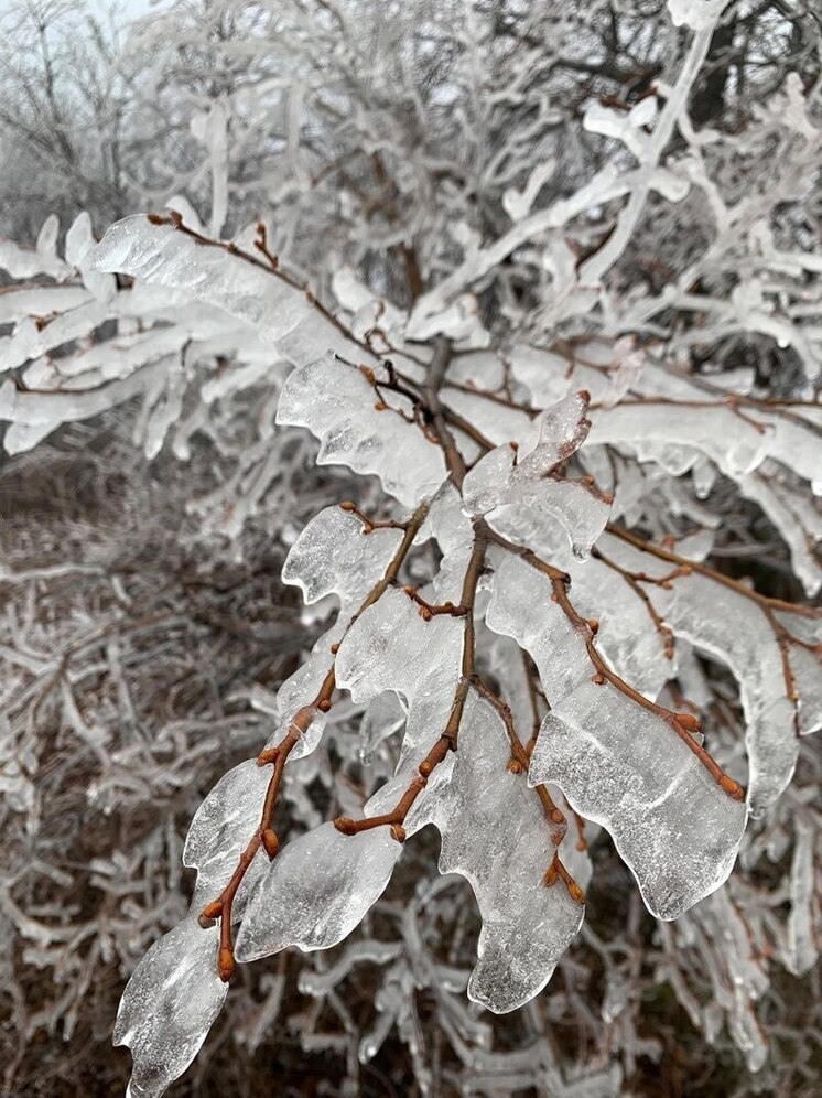 В заповеднике под Самарой деревья покрылись ожеледью в последний день осени
