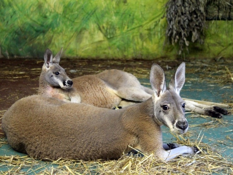 В нижегородский «Лимпопо» привезли самых крупных в мире кенгуру