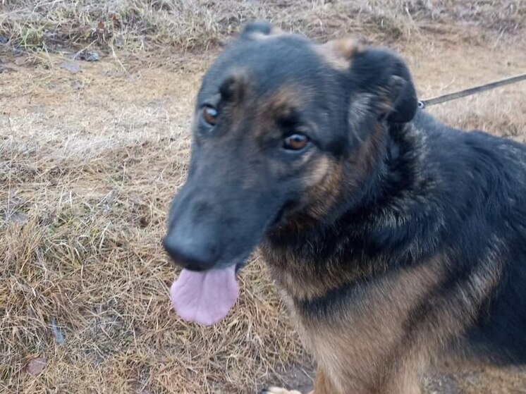 Ветеринар Шеляков посоветовал владельцам собак держать под рукой витамин В6