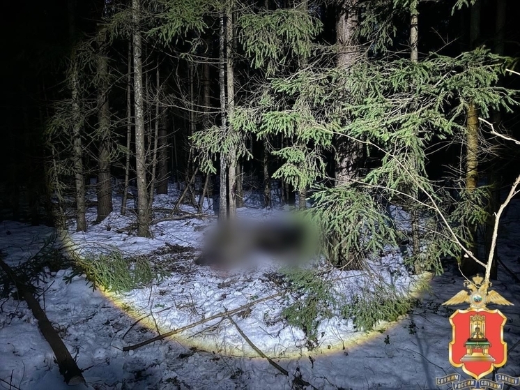 В Тверской области приятели незаконно убили лося
