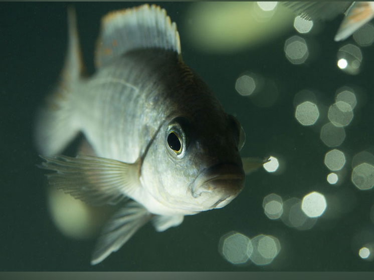 Исследователи из Петрозаводского государственного университета создали средство для снижения стресса у рыб