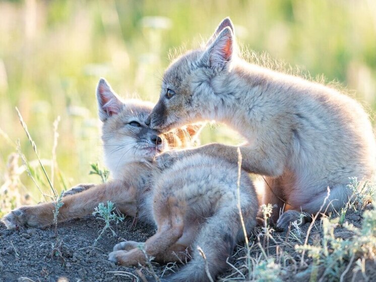 Рысь и корсак включены в Красную книгу Самарской области