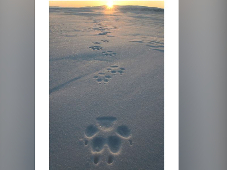 Рускеальский волк отправился в Кааламо