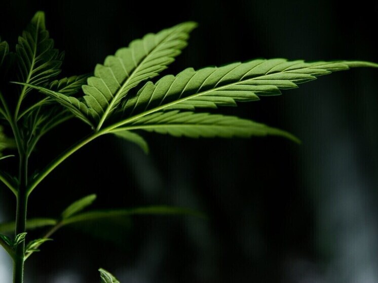 В Курской области полиция задержала мужчину с 1 кг наркотиков