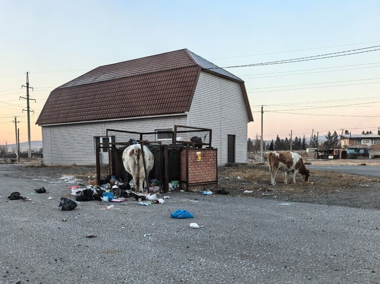 Жители Аскизского района устроили пастбище на свалке