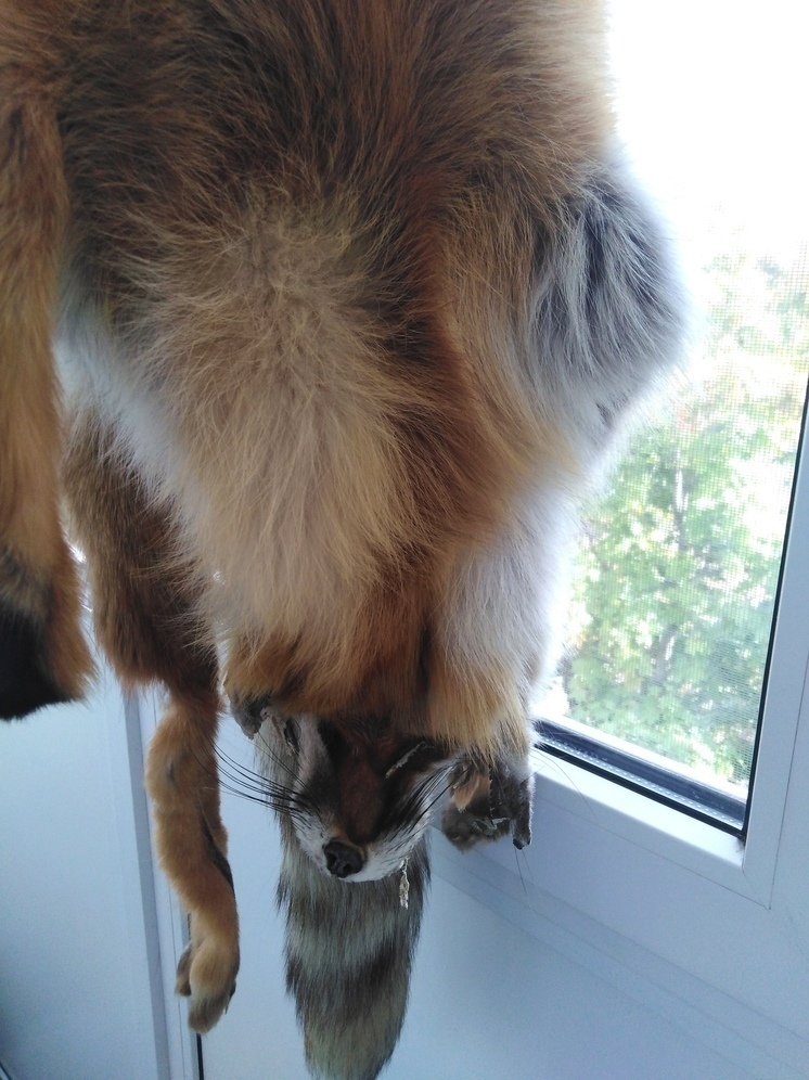 За отстрел 300 лисиц саратовцы заработали 240 тысяч рублей