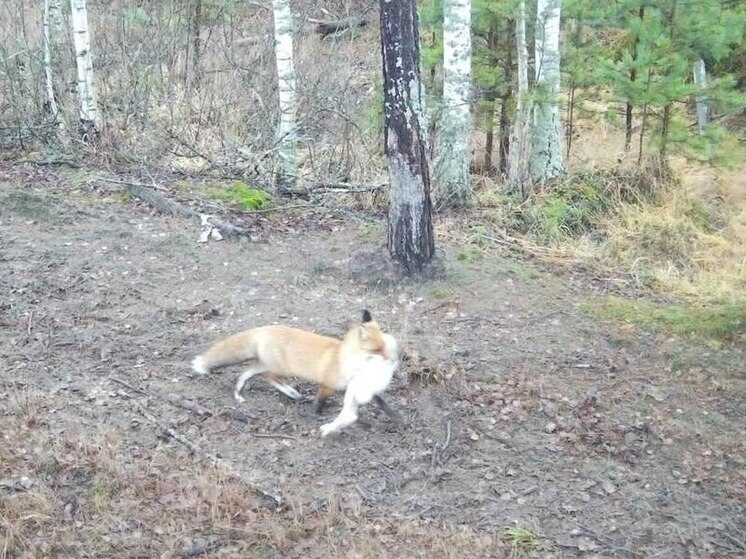 В Окском заповеднике фотоловушка засняла лису, поймавшую зайца-беляка