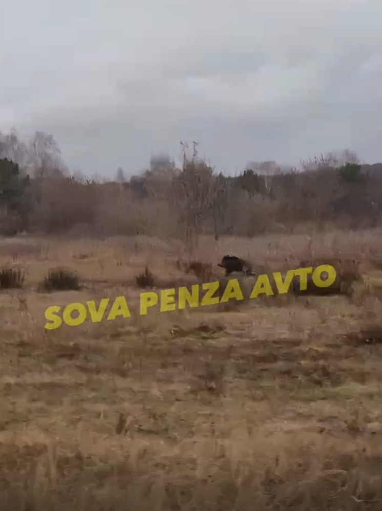 В Шемышейском районе заметили бегущего кабана