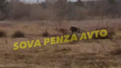 В пензенской области заметили кабана