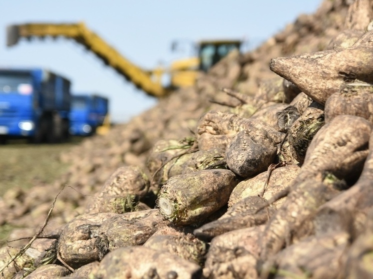 В Курской области завершается уборка сахарной свеклы