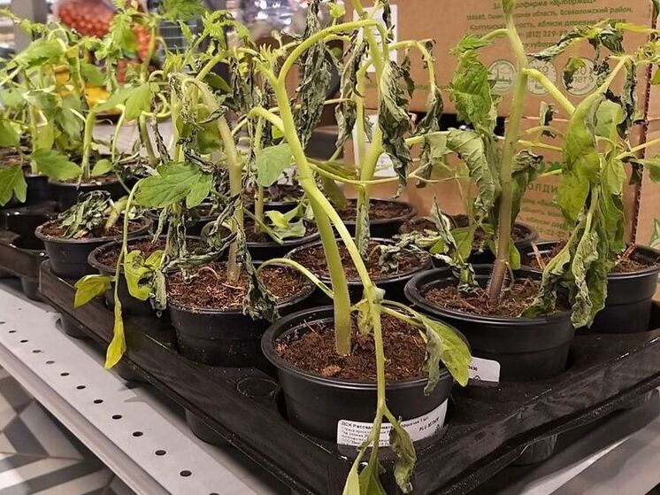 Россельхознадзор обнаружил опасные нитраты в калининградских овощах