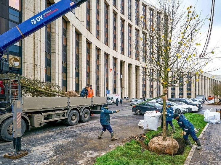Около 10 тысяч крупномерных деревьев будет высажено в Москве в рамках различных программ