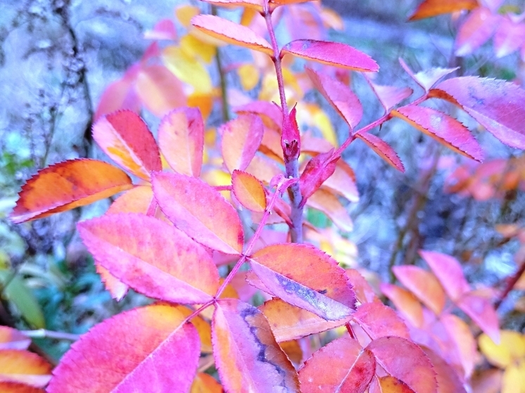 Сила магнитной бури 2 декабря составит 5 баллов: время пассивной энергии
