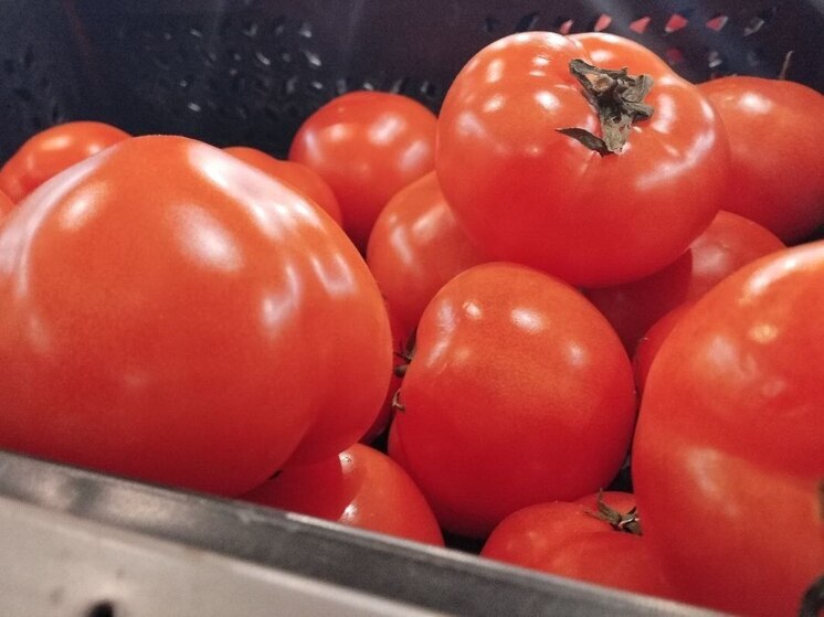 В Калининградскую область не пропустили партию зараженных марокканских томатов