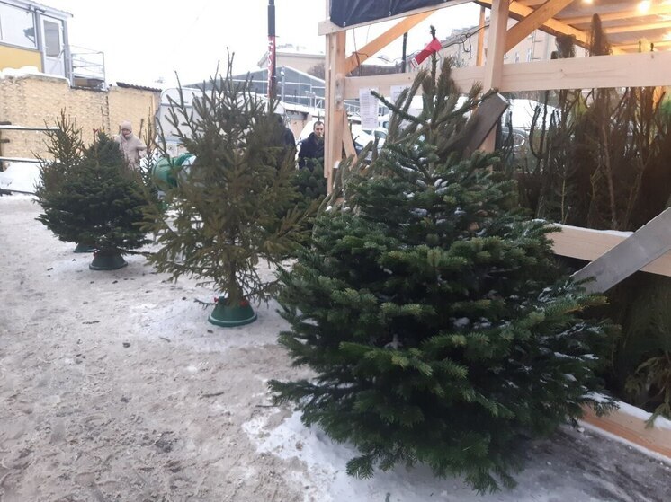 Жители Петербурга и Ленобласти могут получить бесплатную ёлку