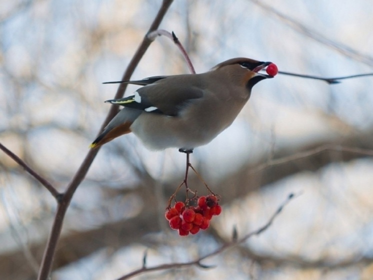 Астраханцев в начале декабря удивит теплая погода