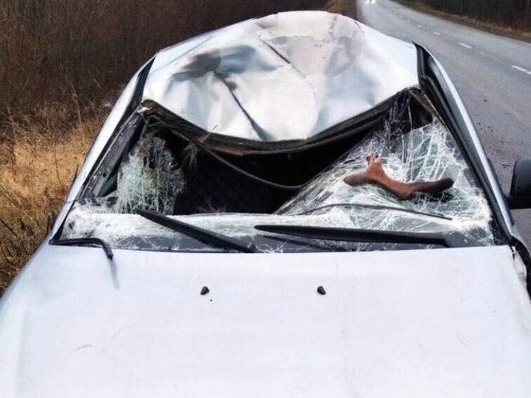 Водитель пострадал при столкновении с лосем на трассе в Удмуртии