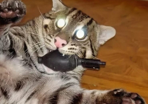 Мы ежедневно чему-то удивляемся