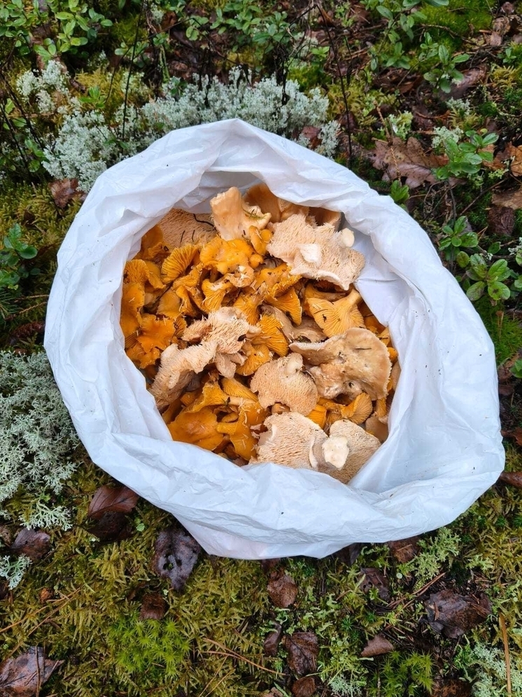 В лесах Владимирской области к 1 декабря пошли грибы