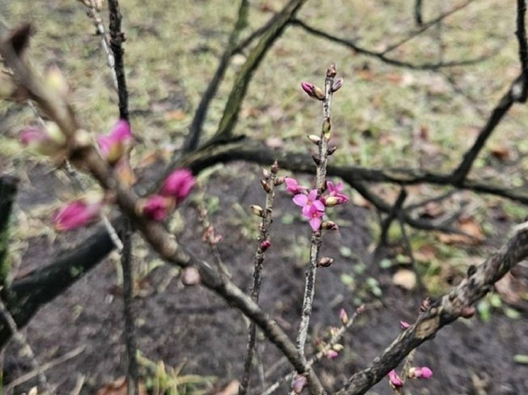 Аномально теплая погода вводит в заблуждение все живое