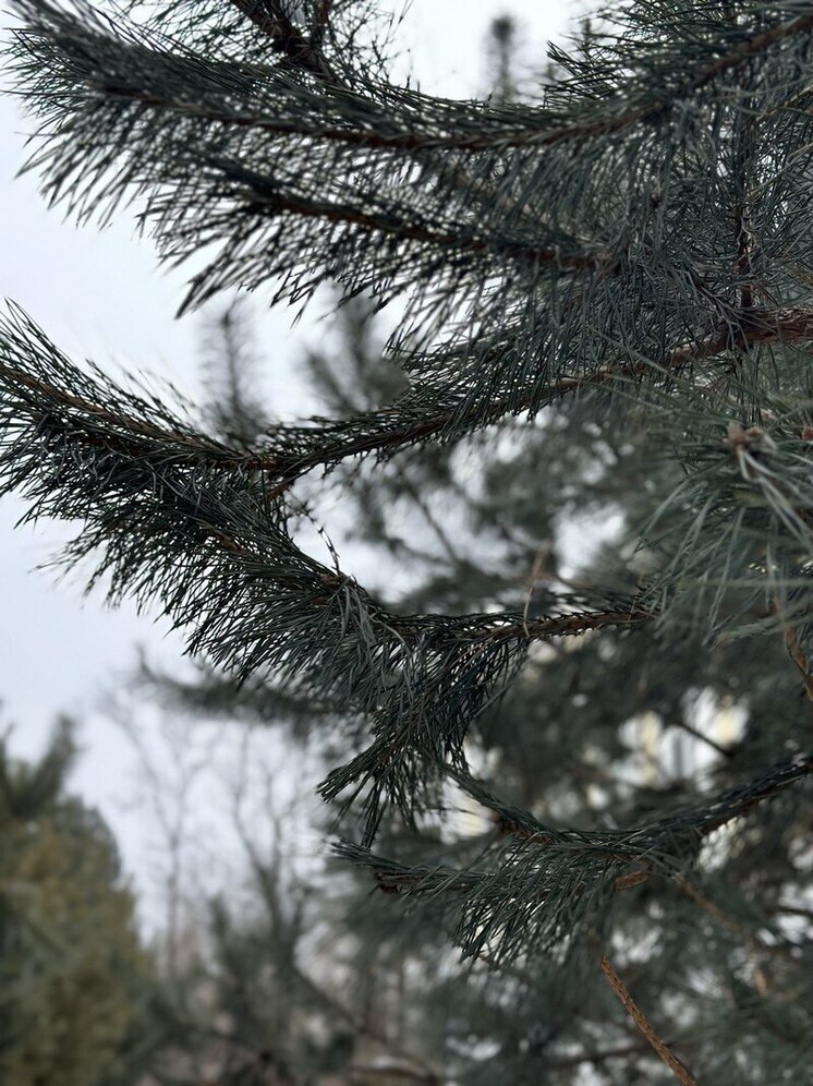 Зима вступает в права: Приморье ждут морозы и гололедица