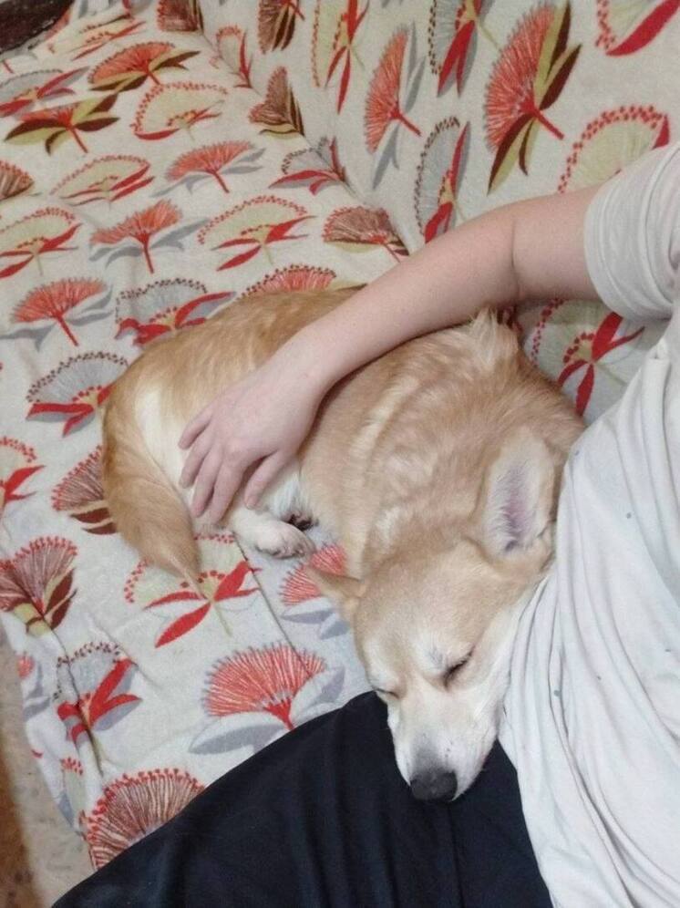 Брошенная после операции собака породы корги спасена в Подмосковье