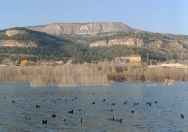 В Ставропольском крае подошел к концу сезон охоты на вяхиря, сизого голубя, кольчатую горлицу и перепела обыкновенного для охотников без подружейных собак. 