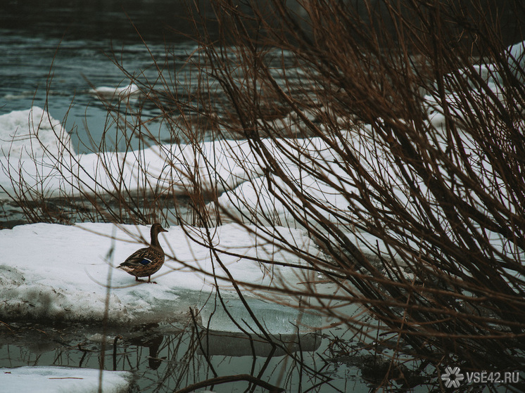 Региональное управление МЧС информирует о начале частичного ледостава на реках Кемеровской области