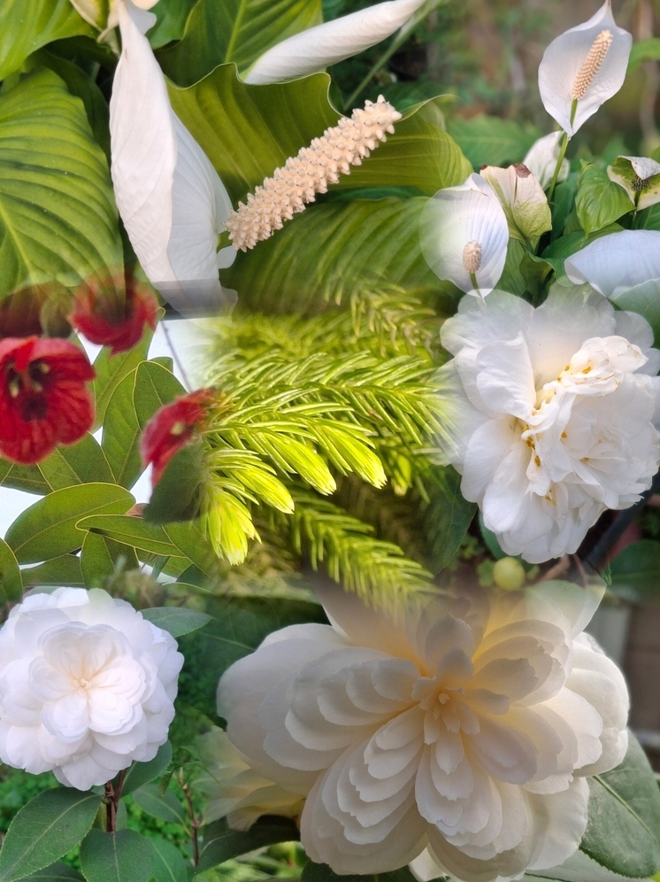 В оранжерее омского зоопарка зацвели камелии