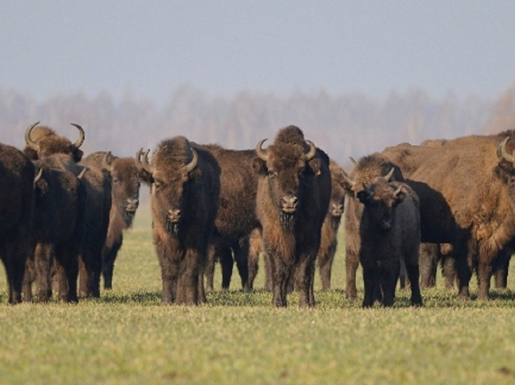Клычков призвал жителей поддержать главный символ Орловщины – зубра на конкурсе «Мастер года»
