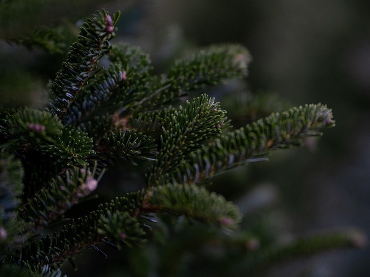 «Елочка» на страже лесов: как власти Хабаровского края борются с незаконной рубкой