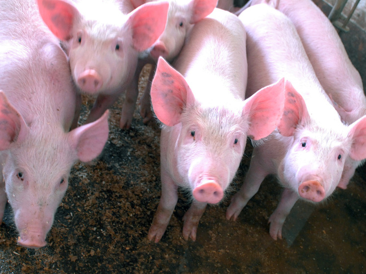 Оптовые цены на свинину снизились на 4–27% за год