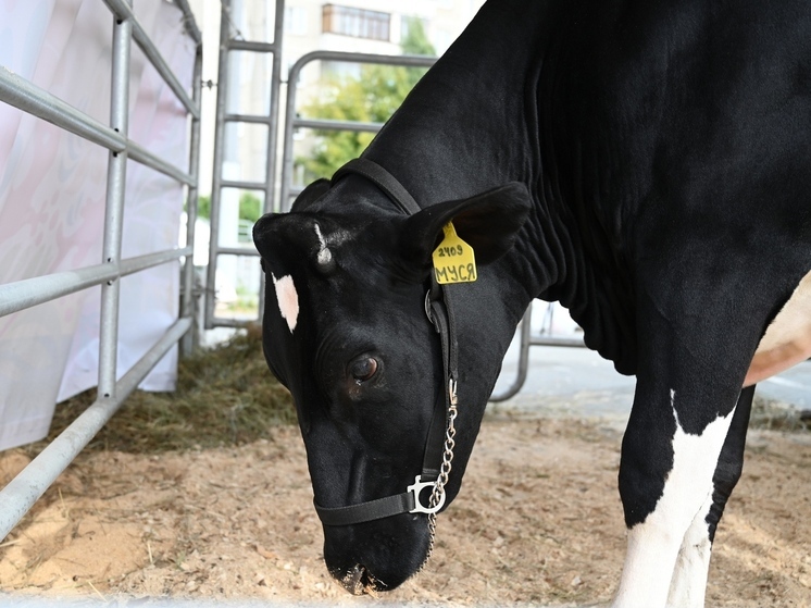 В Челябинской области предприниматели торговали сырым молоком без документов