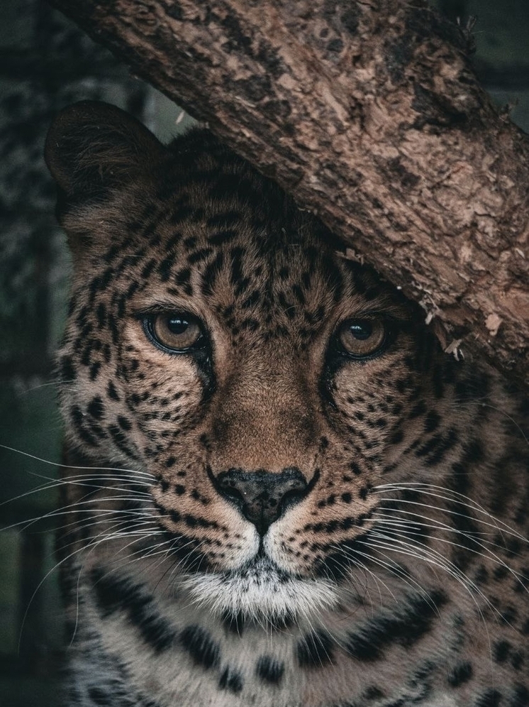 Ивановский зоопарк повышает цены с Нового года