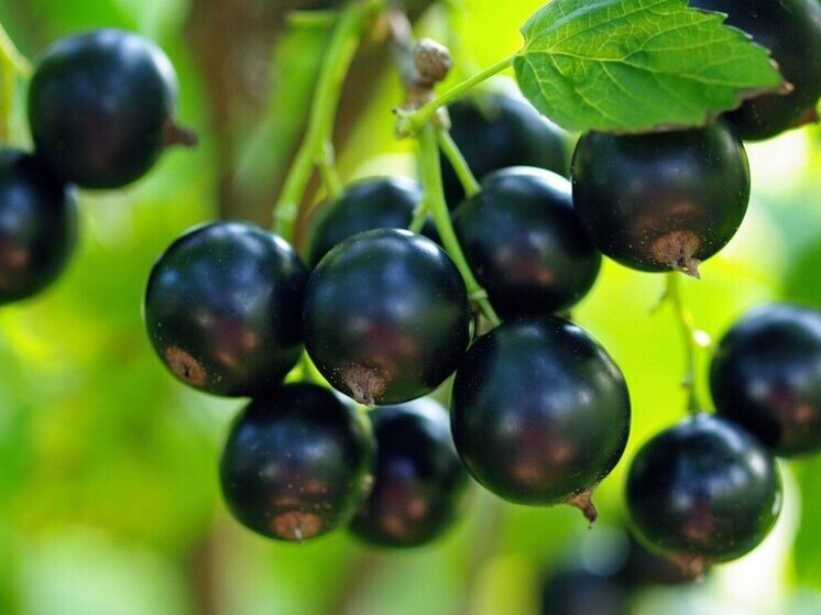 На грант в 7,5 млн рублей ягодный кооператив из Лежневского района получит новую насосную станцию и цех заморозки