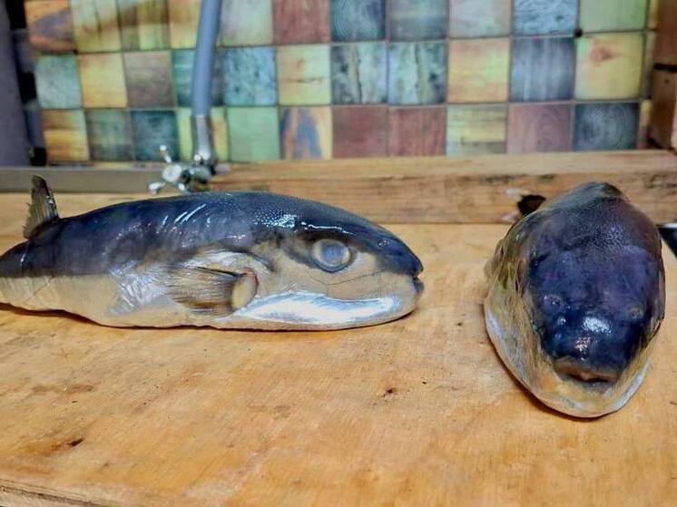 В Тихорецке прокуратура проверяет магазин после продажи ядовитого иглобрюха под видом скумбрии