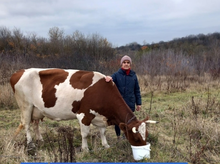 Соцконтракт помог белгородке развить ЛПХ и получать доход от молока
