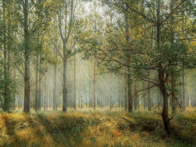 Легкие региона: в Нижегородской области высадили 6 тыс. га лесов