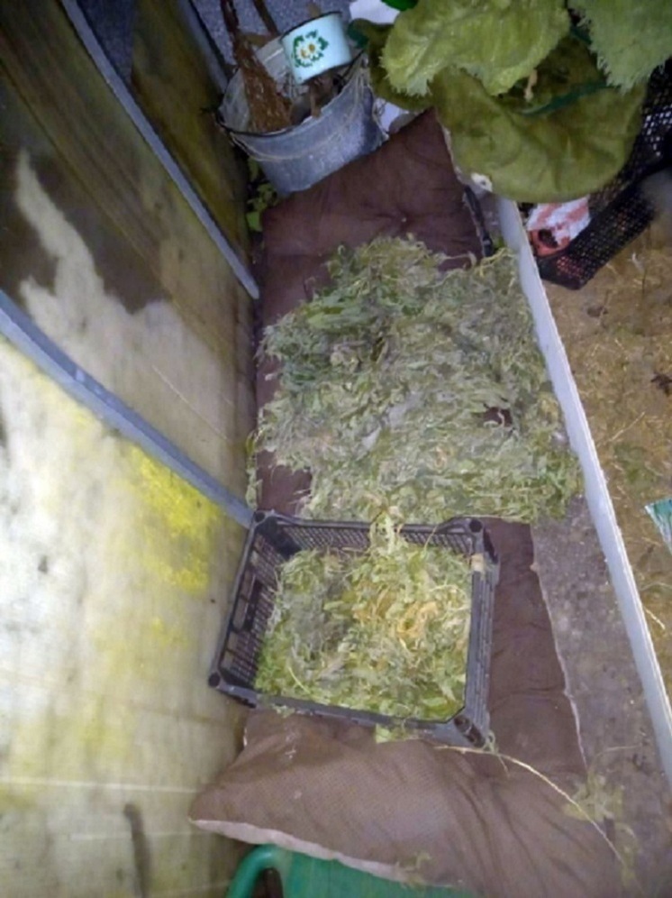 В Юрьев-Польском изъяли крупную партию конопли: у местного жителя нашли полкило наркотиков